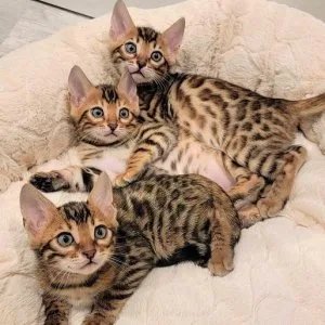Belen Bengal kittens for sale