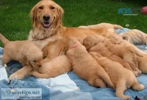 Golden Retriever Puppies