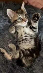 CFA Registered Egyptian Mau Kittens