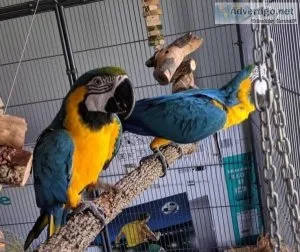 Hand tamed Blue and Gold Macaws parrot for sale