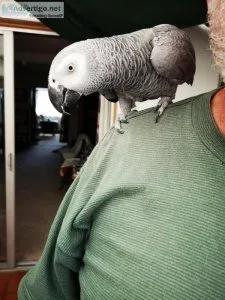 frican Grey Parrot For Sale