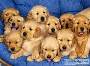 Trained Golden Retriever Puppies available