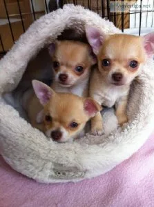 Chihuahua Puppies