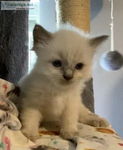 Ragdoll kittens
