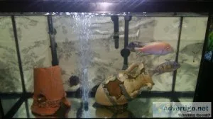 African Cichlids Special Price
