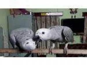 Total African Grey Parrots Fpr Rehome