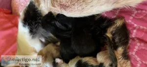 Kitten for sell
