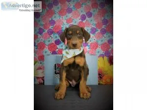European Doberman Pinscher Puppies