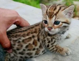 TICA Bengal Kittens