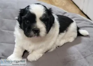 Loving puppy shihtzu