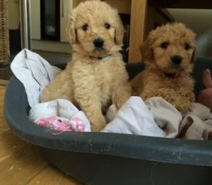 F2 Goldendoodle puppies for sale girls and boys available