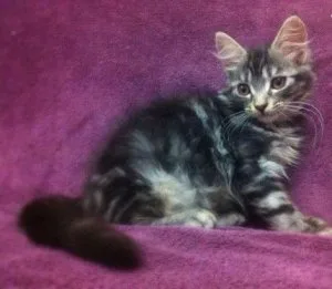 Registered Maine Coon kittens
