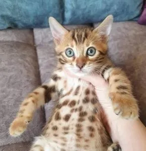 Arvada Bengal kittens for sale