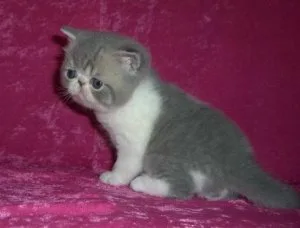 Exotic short-hair kittens for sale