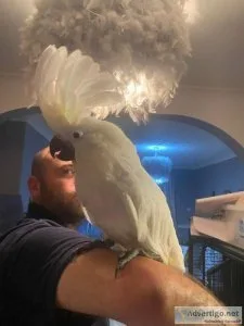 Super sweet bonded paired Umbrella Cockatoos for sale
