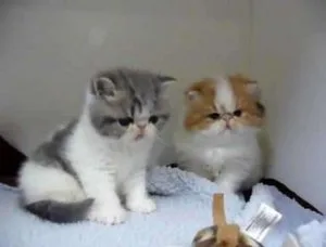 Exotic Short Kittens for sale 3