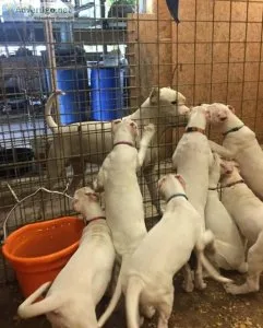 6 Chucky Dongo Argentino Puppies For Sale