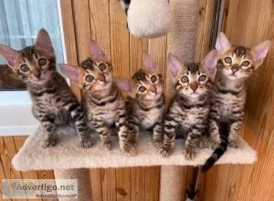 Auburn Bengal kittens for sale