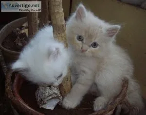 Beautiful Persian kittens