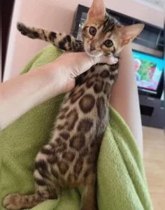 Joybringer Bengal kittens looking for a new home