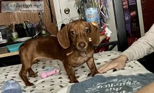 Male Mini Dachshund 21weeks