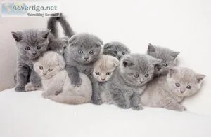 British Short-hair  kittens (males and females)