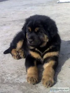 Tibetan Mastiff Puppies