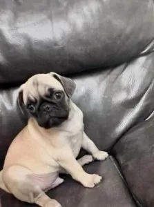pug puppies looking for home