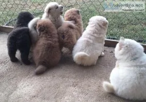 Colored Chow Chow Puppies Available