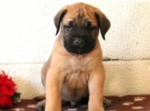 English Mastiff Puppies READY NOW