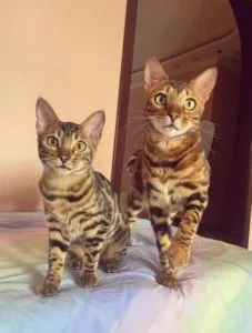 Beautiful Male and Female Bengal kittens for sale