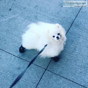 White Pomeranian ( Pair proven and imported )