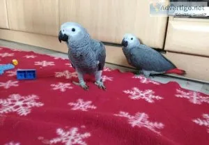 We have African Congo Grey parrots available