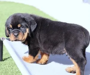 AKC ROTTWEILER PUPPIES