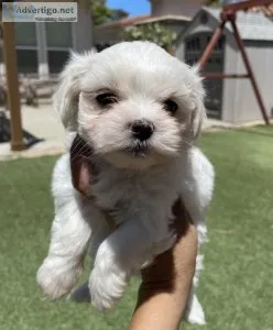 Toy Morkies Puppies
