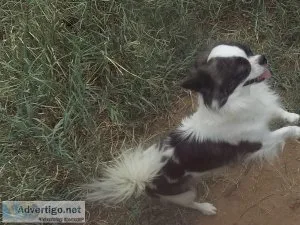 Chihuahua Adult Male AKC