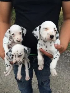Beautiful Dalmatian Puppies