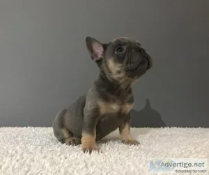 Male French Bulldog