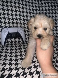 Maltipoo puppy