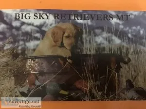 Golden Retriever Hunting Companions