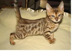 Bengal Kittens