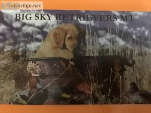 Golden Retriever Hunting Companions