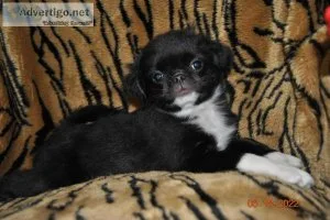 Mitchell   34 Japanese Chin Mix for sale