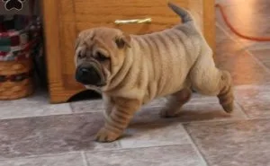 AKC Chinese SHAR PEI puppies