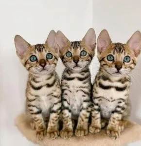 Fresh and Healthy Bengal kittens looking for a new home