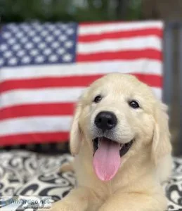 CKC Golden Retriever Puppies of Champion English Bloodlines