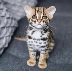 New Bengal kittens looking for a new home
