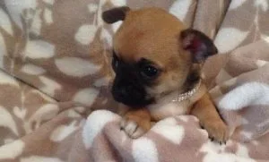 AKC Applehead Chihuahua puppies