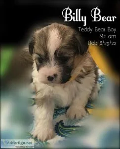 Quality Teddy Bear Puppies for Sale