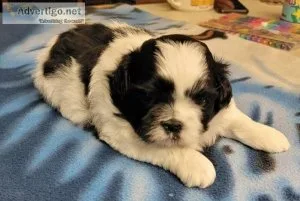 2 Adorable Female Pups Looking For a Home